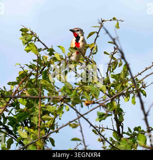 A red-and-black patterned barbет perches among green leafy thorny branches against a pale blue sky in Kenya's Tsavo bush reserve. Stock Photo