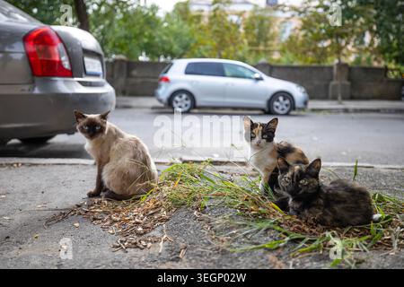 Three stray cats including a Siamese mix and a calico sit on an asphalt roadside next to parked passenger cars along an urban street on an overcast da Stock Photo