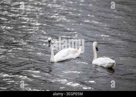 Two white mute swans swim together on the dark rippled surface of a natural freshwater lake during the daytime, with bright sunlight reflecting on the Stock Photo