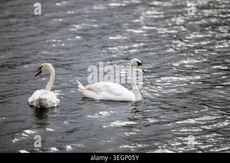 Two white mute swans swim side by side in the dark rippled water of a body of water with sunlight reflecting on the surface as they glide forward faci Stock Photo