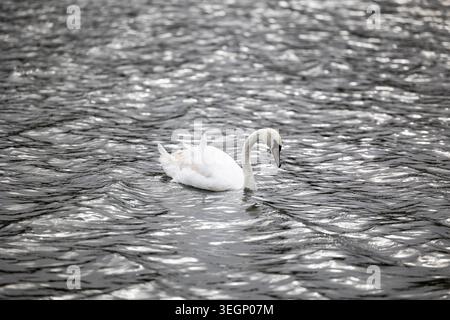 A single white swan swims on the rippling surface of a body of water with its neck curved downward while light reflects off the dark waves in a natura Stock Photo