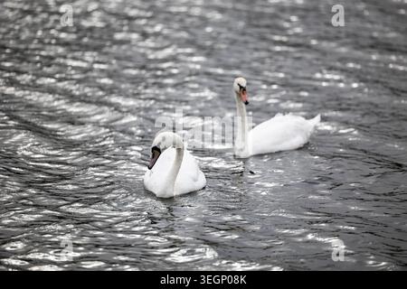 Two white swans swim on the rippled surface of a body of water during the day, with one swan in the foreground looking down and the other swimming beh Stock Photo