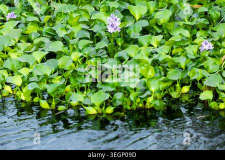 Green water hyacinth plants with light purple flowers float on the surface of a dark body of water with small ripples along the edge of the dense aqua Stock Photo