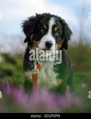 Bernese puppy portrait Stock Photo