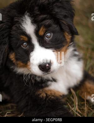 Bernese puppy portrait Stock Photo