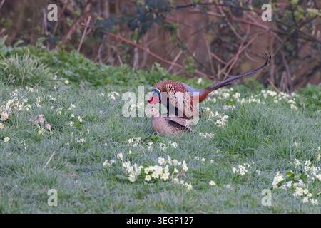 Pheasant [ Phasianus Colchicus ] a pair of birds mating in long grass in a wild garden in Somerset, UK Stock Photo