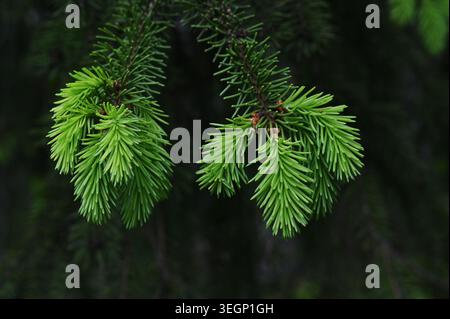A close-up photograph of fresh green spruce branches with soft needles standing out against a dark blurred forest background. Stock Photo