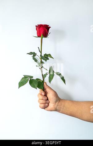 Hand holding a single red rose stem against a plain white background for romantic gesture Stock Photo