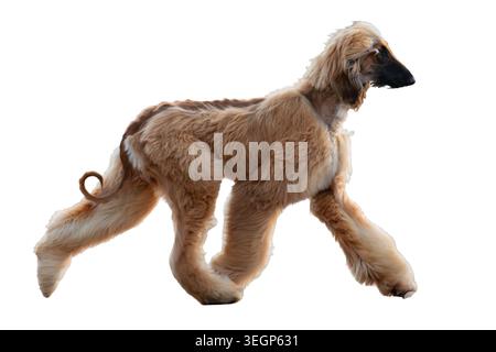 Close-up image of an Afghan Hound in motion on a gray background, characterized by long, off-white fur and expressive ears Stock Photo