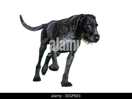 A wet German Wirehaired Pointer. in mid-stride against a neutral background, captured naturally with emphasis on motion and texture Stock Photo