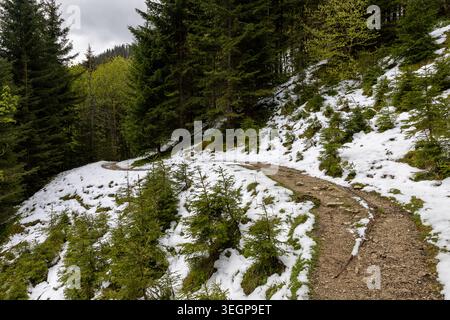 Alpine mountain trail winding through snow patches and young evergreen trees in a Bavarian forest during early spring. Stock Photo