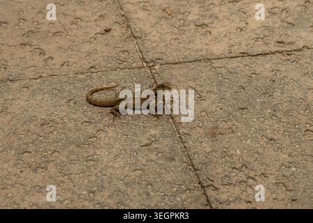 Brown anole lizard in Islamorada, Florida Keys, Southern Florida Stock Photo