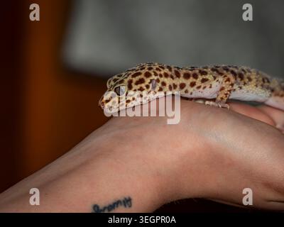 Leopard gecko lizard resting on a human hand showing spotted patterns and texture Stock Photo