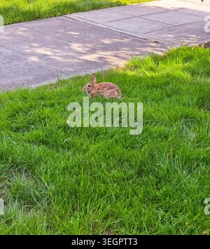 Wild Rabbit Resting in Green Grass Near Sidewalk Stock Photo
