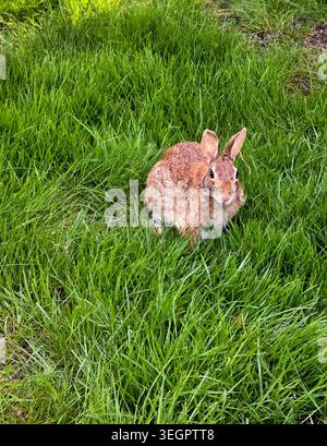 Wild Brown Rabbit Sitting in Lush Green Grass Outdoors Stock Photo