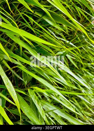 Fresh Green Bamboo Leaves Background in Natural Light Stock Photo