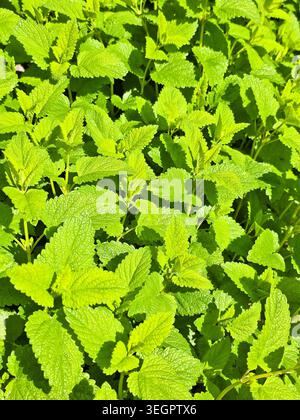 Fresh Lemon Balm (Melissa officinalis) Leaves Growing in Garden Sunlight Stock Photo