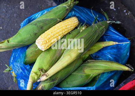 A top view of fresh sweet corn cobs in green husks with one peeled yellow ear inside a blue plastic bag at a street market stall in Vietnam Stock Photo