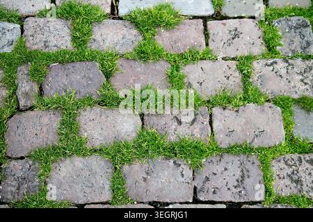 Texture of square gray stones lined in a park for a sidewalk. Grass between the stones Stock Photo