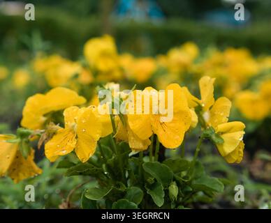 Close-up of bright yellow Viola vitrockiana pansy flowers covered with fresh raindrops, blooming in a summer garden on a blurred green background Stock Photo
