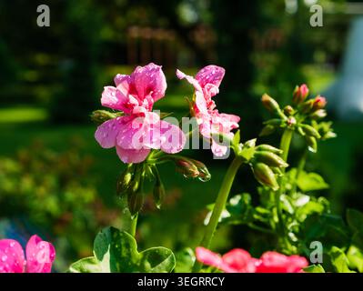 Close-up of pink Pelargonium peltatum or ivy-leaf geranium flowers with raindrops on petals, blooming in a summer garden under warm sunlight Stock Photo