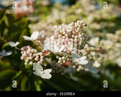 Close-up of blooming white Hydrangea paniculata with delicate petals and round flower buds, ornamental garden shrub in bright natural light Stock Photo