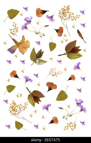 Spring botanical background with pressed mimosa and violet flowers for book covers. High resolution flat lay composition featuring dried herbarium Stock Photo