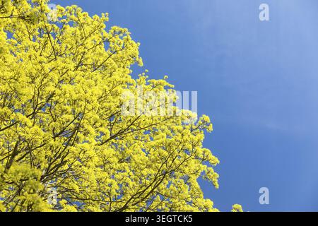 Maple (acer) in bloom against a blue sky Stock Photo