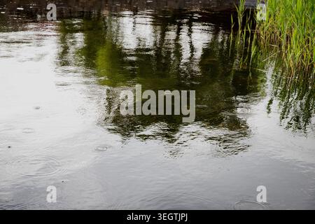 Rain drops on calm river water surface with green reed reflections background Stock Photo