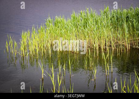 Green reed grass growing in calm lake water with natural reflections landscape Stock Photo