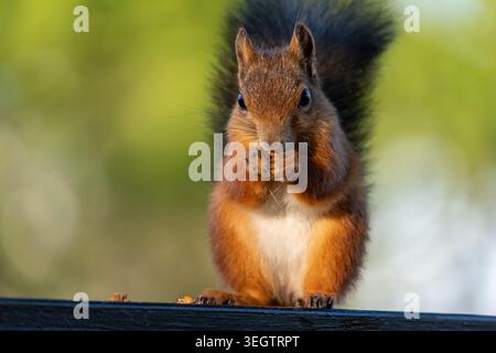A sharp close-up photograph of a beautiful red squirrel sitting on a wooden railing. The squirrel is captured in a charming moment, holding and eating Stock Photo