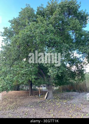 Giant pear tree Stock Photo