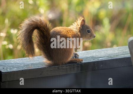 A detailed, close-up photo of a curious red squirrel perched on a wet, black wooden bench. The squirrel, with its distinctive reddish-brown fur and bu Stock Photo