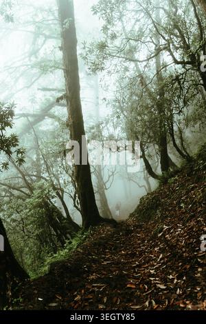 A narrow path leads through a dense, foggy forest with tall trees and fallen leaves in Ali Bedni Bugyal, Chamoli, Uttarakhand, India. Stock Photo