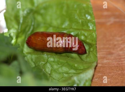 Angel Shade Moth Pupa (phlogophora meticulosa) Stock Photo