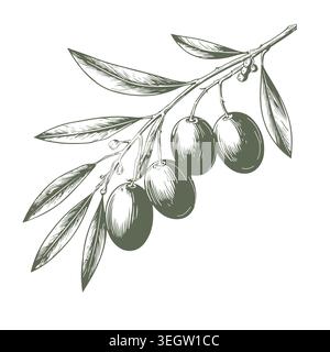 A sprig of olive with berries, a hand-drawn sketch. Vector illustration. A spring twig with leaves, isolated on a white background. The theme of cuisi Stock Vector