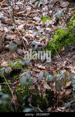 Explore the rich tapestry of the forest floor with this detailed image, showcasing the interplay of natural elements. A carpet of dry, fallen brown le Stock Photo