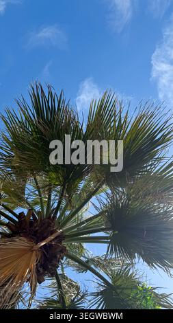 Palm tree viewed from below against a clear blue sky with wispy clouds, showcasing the intricate details of the fronds and trunk structure Stock Photo