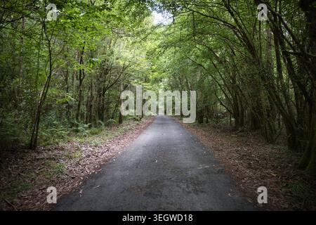 Asphalt road passing through dense Atlantic forest in Fragas do Eume, Galicia, Spain Stock Photo