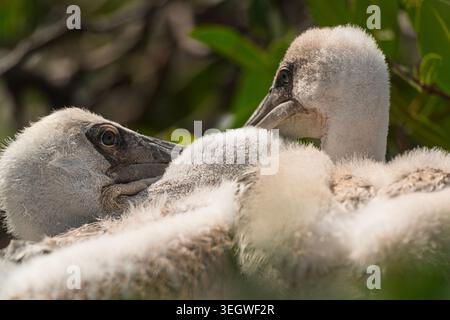 Two great white pelican chicks (pelicanus onocrotalus) in a nest on top of mangrove shrubs in Casamance, Senegal, West Africa Stock Photo