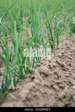 Green onion plants growing in garden beds. Fresh springtime agricultural crop developing from nutrient-rich soil Stock Photo