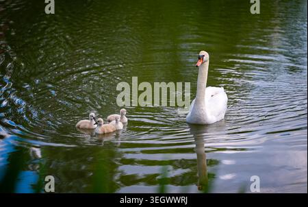 A family of swans (mute swan, Cygnus olor) with four newly hatched, fluffy, adorable cygnets and an adult parent on a small pond in Germany. Stock Photo