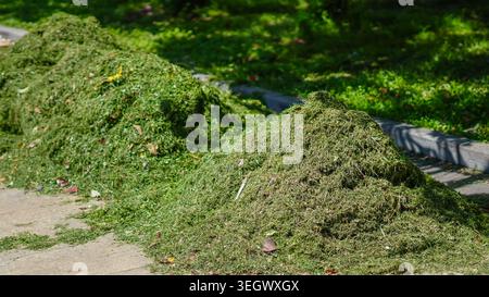 .Large piles of freshly cut green grass mown from a lawn and heaped on a sidewalk Stock Photo