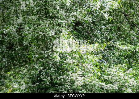 Blooming bird cherry (Prunus padus). White flowers of Hackberry, hagberry, heckberry, hog cherry Stock Photo