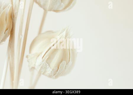 Dry flower buds on stems close up macro background on light backdrop front view Stock Photo