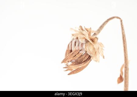 Dry flower bud on stem isolated on light background with copy space front view Stock Photo