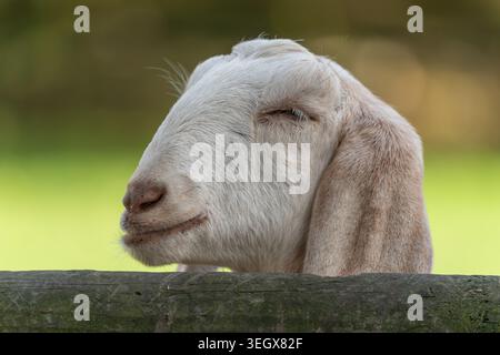 British Alpine goat kid (Capra hircus) resting chin on fence, sleepy expression, England, UK Stock Photo