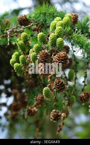 emerging pine cones on conifer tree, norfolk, england Stock Photo