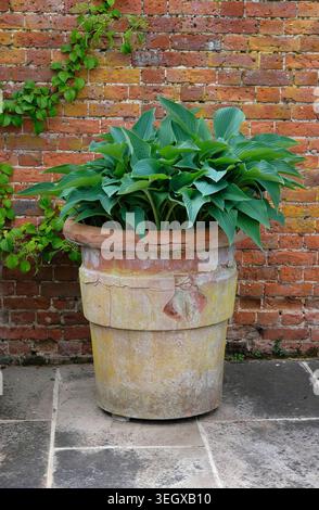 hosta plant in large terracotta pot on brick wall background, norfolk, england Stock Photo