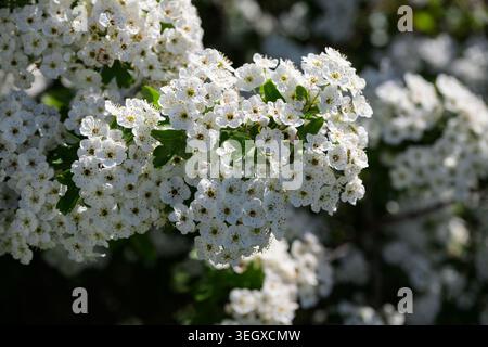 Close-up of white hawthorn blossoms at Rammey Marsh, Enfield Lock, blooming in spring sunlight with soft bokeh and fresh green leaves. Stock Photo